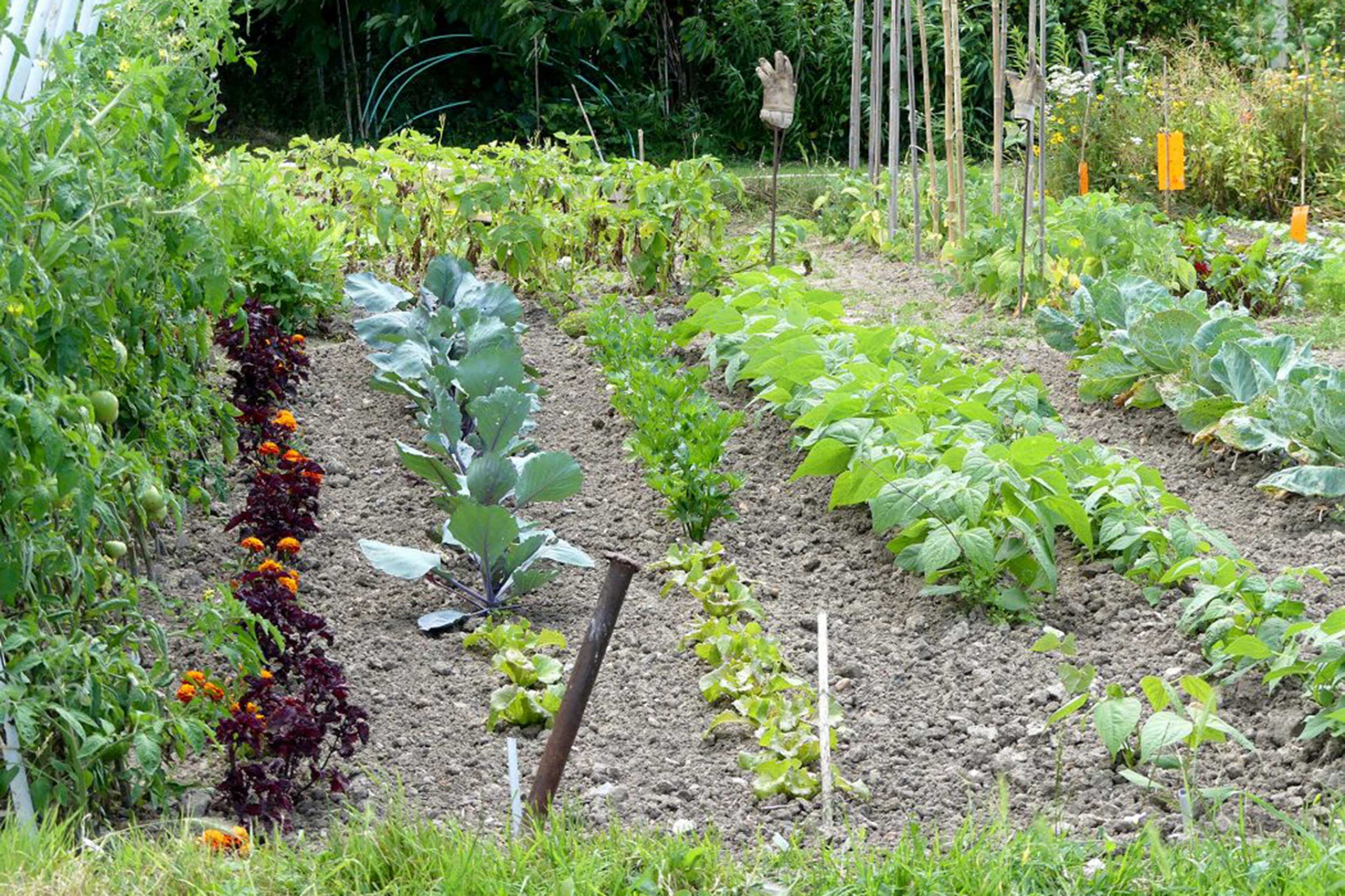 Start with testing and preparing the soil