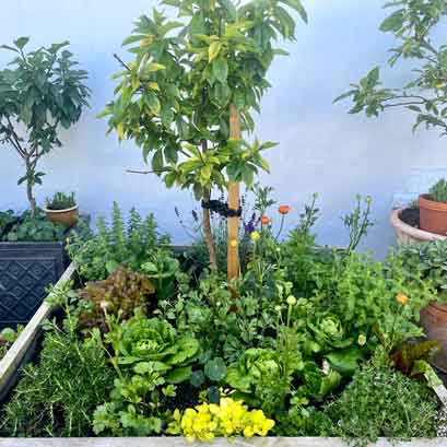 small space potager