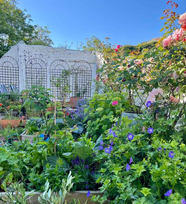 back garden